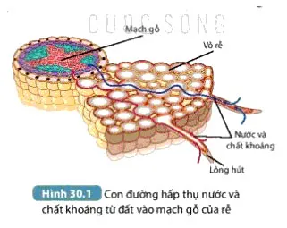 KHTN Lớp 7 Bài 30: Trao đổi nước và chất dinh dưỡng ở thực vật