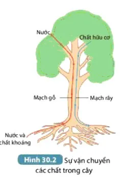 KHTN Lớp 7 Bài 30: Trao đổi nước và chất dinh dưỡng ở thực vật