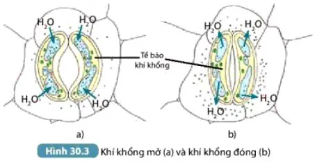 KHTN Lớp 7 Bài 30: Trao đổi nước và chất dinh dưỡng ở thực vật