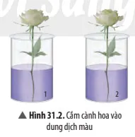 KHTN Lớp 7 Bài 31: Thực hành chứng minh thân vận chuyển nước và lá thoát hơi nước