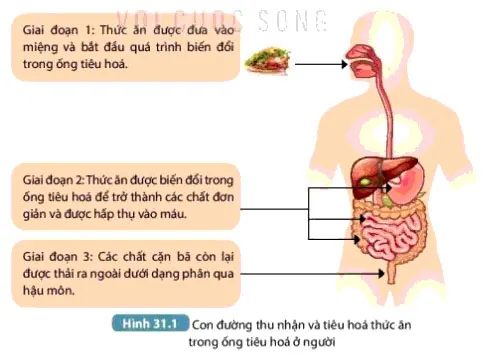 KHTN Lớp 7 Bài 31: Trao đổi nước và chất dinh dưỡng ở động vật