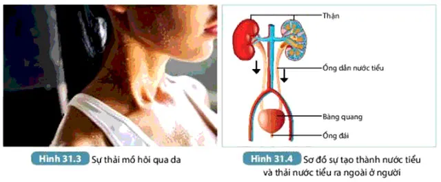 KHTN Lớp 7 Bài 31: Trao đổi nước và chất dinh dưỡng ở động vật