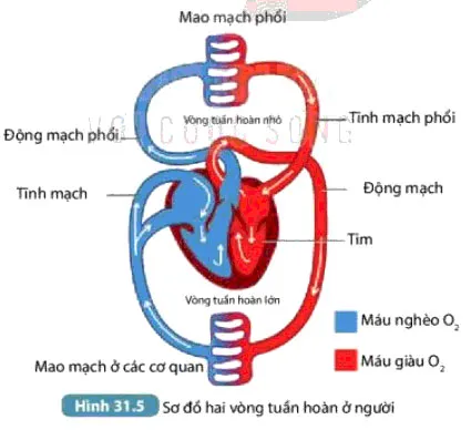 KHTN Lớp 7 Bài 31: Trao đổi nước và chất dinh dưỡng ở động vật