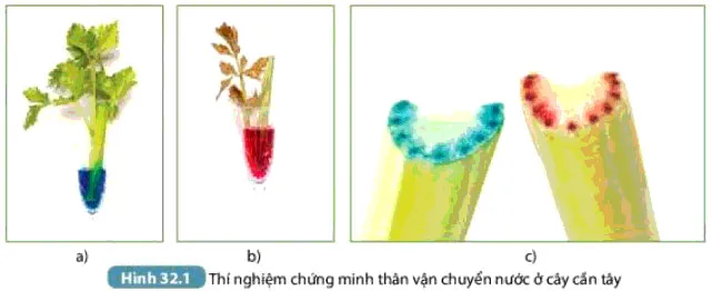 KHTN Lớp 7 Bài 32: Thực hành chứng minh thân vận chuyển nước và lá thoát hơi nước