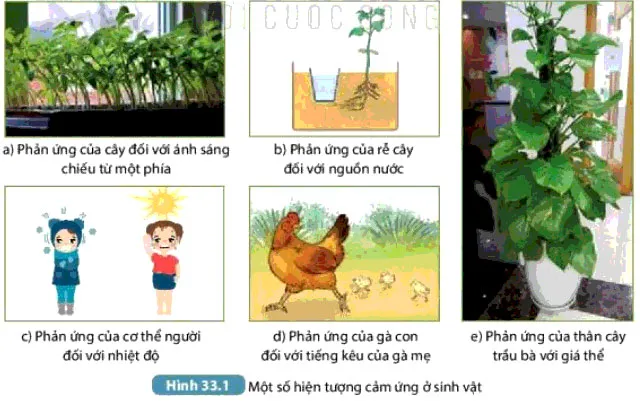 KHTN Lớp 7 Bài 33: Cảm ứng ở sinh vật và tập tính ở động vật