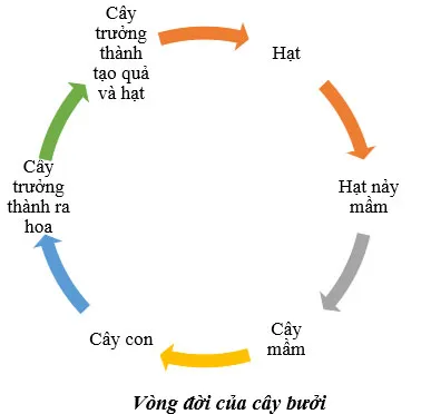 KHTN Lớp 7 Bài 34: Sinh trưởng và phát triển ở sinh vật