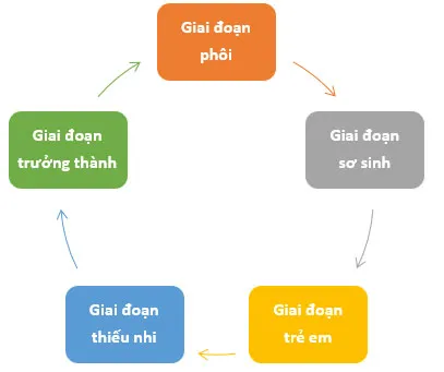 KHTN Lớp 7 Bài 34: Sinh trưởng và phát triển ở sinh vật