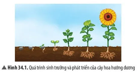 KHTN Lớp 7 Bài 34: Sinh trưởng và phát triển ở sinh vật