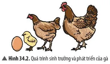 KHTN Lớp 7 Bài 34: Sinh trưởng và phát triển ở sinh vật