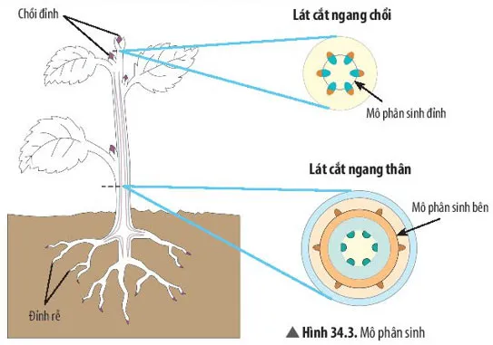 KHTN Lớp 7 Bài 34: Sinh trưởng và phát triển ở sinh vật