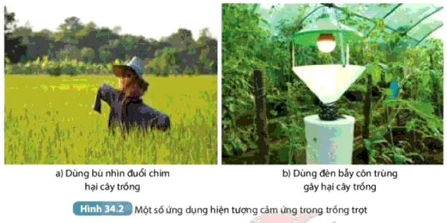 KHTN Lớp 7 Bài 34: Vận dụng hiện tượng cảm ứng ở sinh vật vào thực tiễn