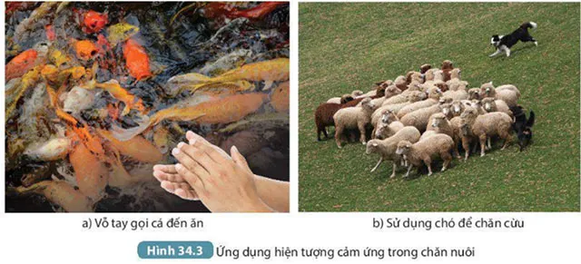 KHTN Lớp 7 Bài 34: Vận dụng hiện tượng cảm ứng ở sinh vật vào thực tiễn