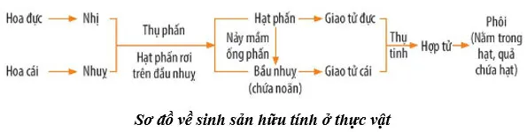 KHTN Lớp 7 Bài 37: Sinh sản ở sinh vật