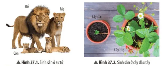 KHTN Lớp 7 Bài 37: Sinh sản ở sinh vật