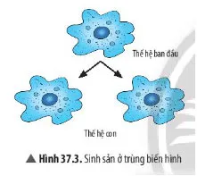 KHTN Lớp 7 Bài 37: Sinh sản ở sinh vật