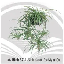 KHTN Lớp 7 Bài 37: Sinh sản ở sinh vật