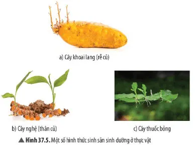 KHTN Lớp 7 Bài 37: Sinh sản ở sinh vật