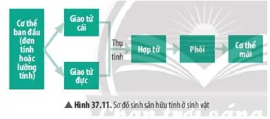 KHTN Lớp 7 Bài 37: Sinh sản ở sinh vật