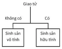 KHTN Lớp 7 Bài 37: Sinh sản ở sinh vật