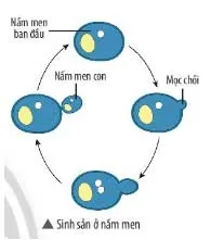 KHTN Lớp 7 Bài 37: Sinh sản ở sinh vật