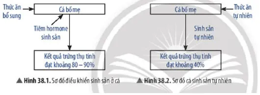 KHTN Lớp 7 Bài 38: Các yếu tố ảnh hưởng đến sinh sản và điều hoà, điều khiển sinh sản ở sinh vật