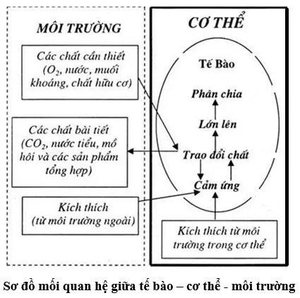 KHTN Lớp 7 Bài 39: Chứng minh cơ thể sinh vật là một thể thống nhất