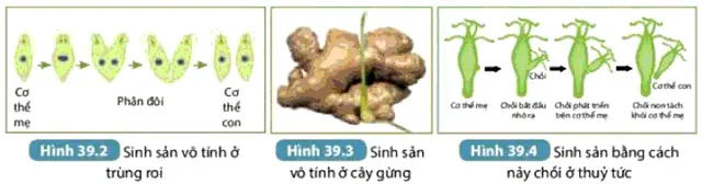 KHTN Lớp 7 Bài 39: Sinh sản vô tính ở sinh vật