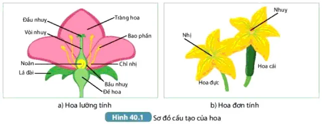 KHTN Lớp 7 Bài 40: Sinh sản hữu tính ở sinh vật