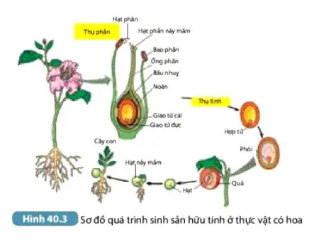 KHTN Lớp 7 Bài 40: Sinh sản hữu tính ở sinh vật