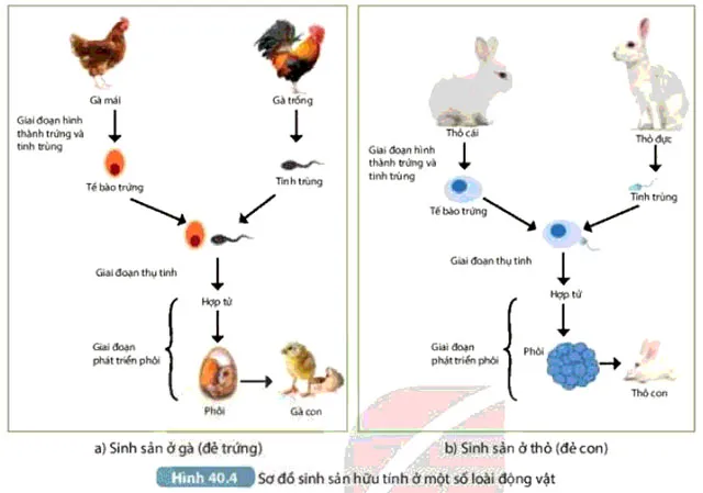 KHTN Lớp 7 Bài 40: Sinh sản hữu tính ở sinh vật