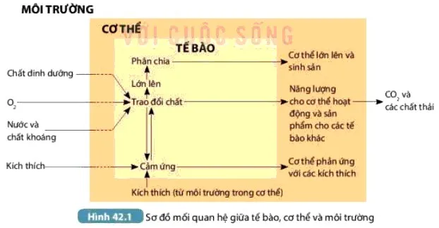 KHTN Lớp 7 Bài 42: Cơ thể sinh vật là một thể thống nhất