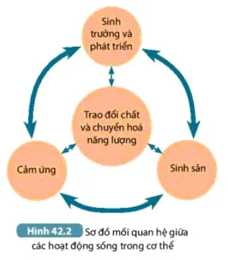 KHTN Lớp 7 Bài 42: Cơ thể sinh vật là một thể thống nhất