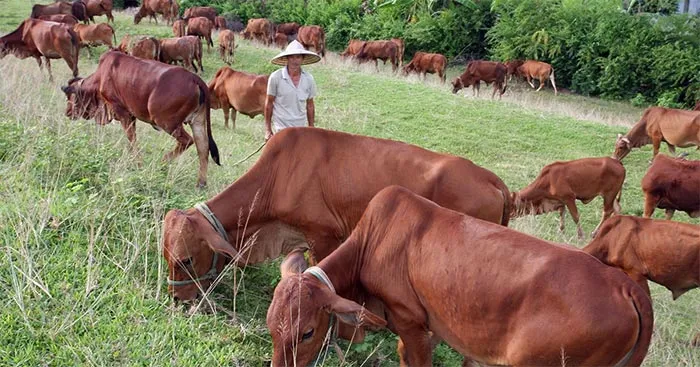 Lịch sử Địa lí lớp 4 Bài 15: Dân cư và hoạt động sản xuất ở vùng Duyên hải miền Trung