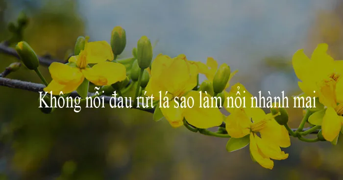 Nghị luận về câu nói Không nỗi đau rứt lá sao làm nổi nhành mai (Dàn ý + 6 mẫu)