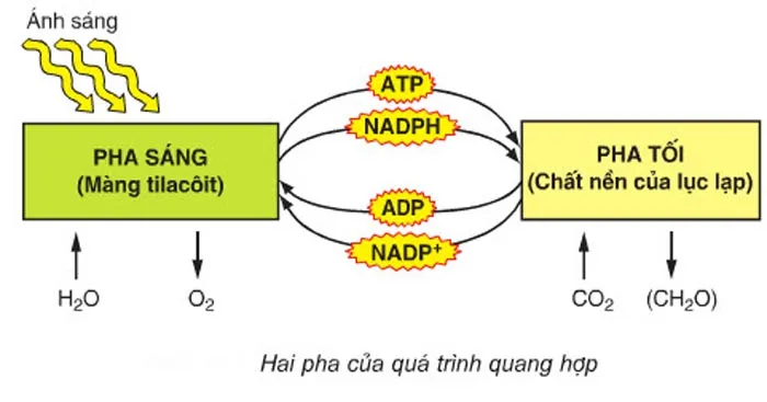 Phân biệt pha sáng và pha tối trong quang hợp