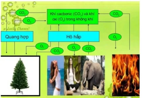 Sinh học 10 Bài 15: Tổng hợp các chất và tích lũy năng lượng