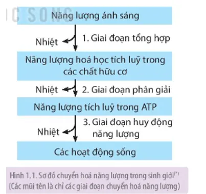 Sinh học 11 Bài 1: Khái quát về trao đổi chất và chuyển hóa năng lượng