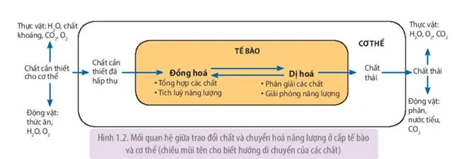 Sinh học 11 Bài 1: Khái quát về trao đổi chất và chuyển hóa năng lượng