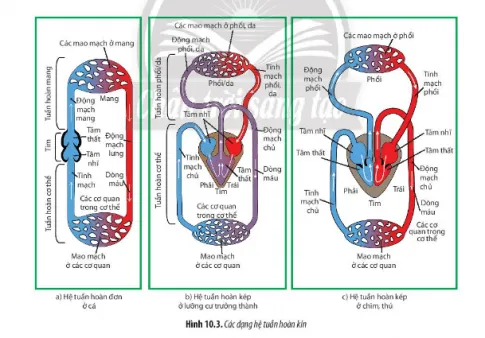 Sinh học 11 Bài 10: Tuần hoàn ở động vật