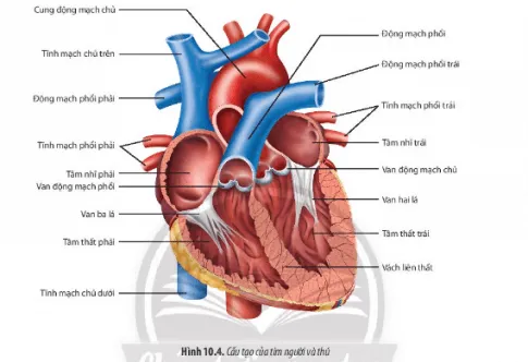 Sinh học 11 Bài 10: Tuần hoàn ở động vật