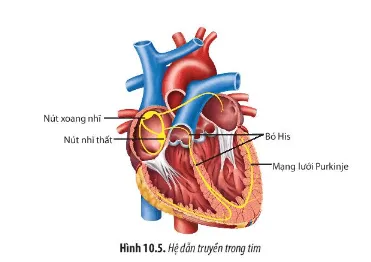 Sinh học 11 Bài 10: Tuần hoàn ở động vật