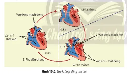 Sinh học 11 Bài 10: Tuần hoàn ở động vật