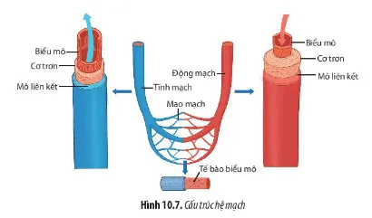 Sinh học 11 Bài 10: Tuần hoàn ở động vật