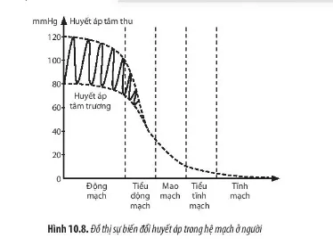 Sinh học 11 Bài 10: Tuần hoàn ở động vật