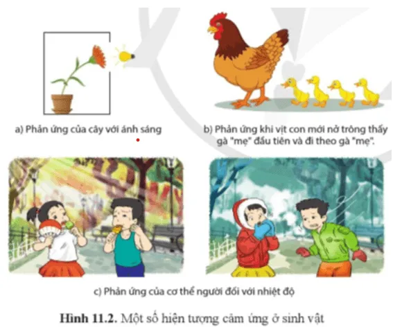 Sinh học 11 Bài 11: Khái quát về cảm ứng ở sinh vật