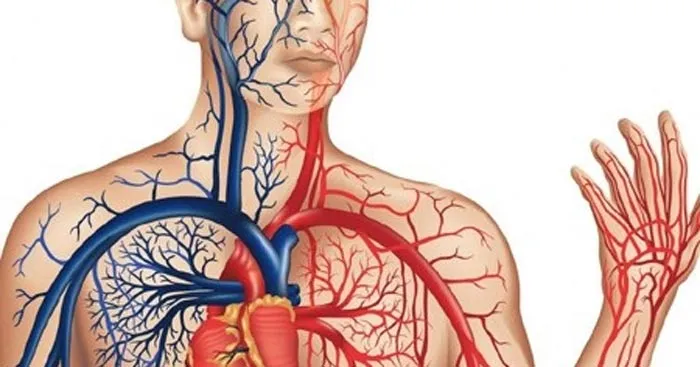 Sinh học 11 Bài 11: Thực hành một số thí nghiệm về hệ tuần hoàn