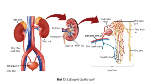 Sinh học 11 Bài 13: Bài tiết và cân bằng nội môi