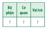 Sinh học 11 Bài 13: Bài tiết và cân bằng nội môi