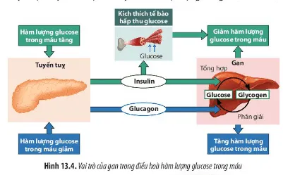 Sinh học 11 Bài 13: Bài tiết và cân bằng nội môi