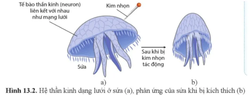 Sinh học 11 Bài 13: Cảm ứng ở động vật